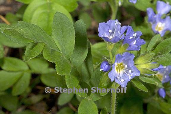 polemonium pulcherrimum 1 graphic